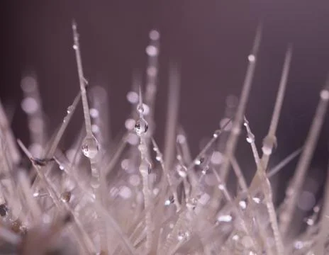 Dew drops on thorns Stock Photos