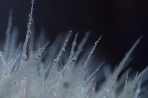 Dew drops on thorns Stock Photos