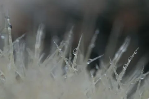 Dew drops on thorns Stock Photos