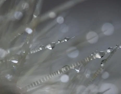 Dew drops on thorns Stock Photos