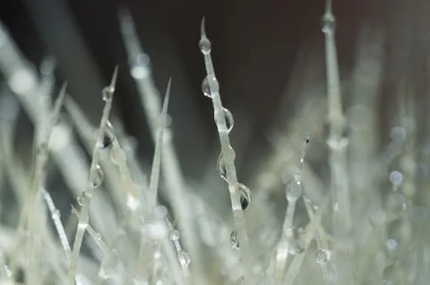 Dew drops on thorns Stock Photos