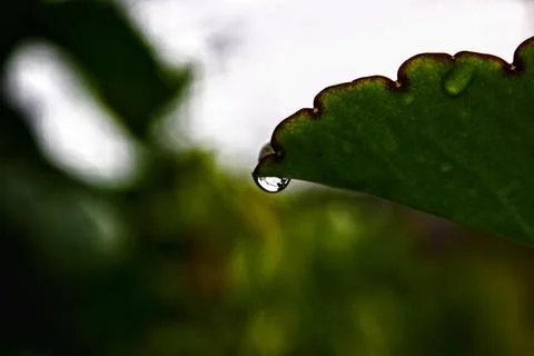 Dew drops on the tip of a green leaf blurred background Foto stock
