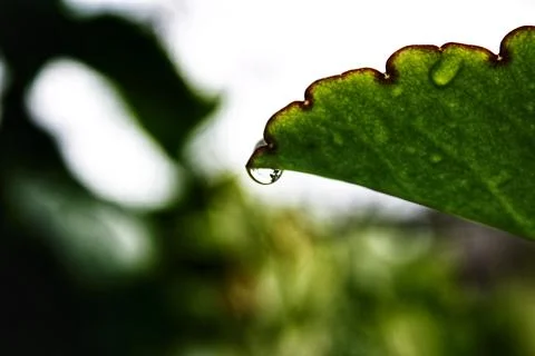 Dew drops on the tip of a leaf blurred background Фото