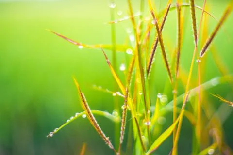 Dew drops on the top of green grass.soft focus. Stock Photos