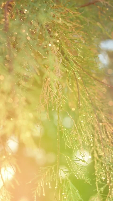 Dew drops tree Stock Footage 219809433
