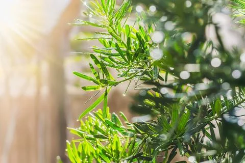 Dew drops on tree leave with sunlight in the morning. Stock Photos