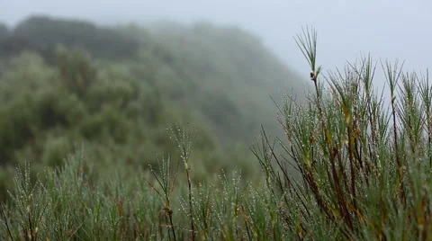 Dew drops on tree tops Stock Footage 55529931