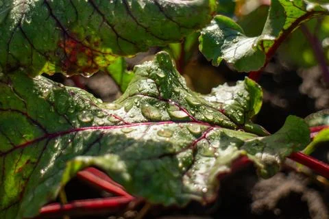 Dew drops on vibrant beetroot leaves in organic vegetable garden close up Stock Photos