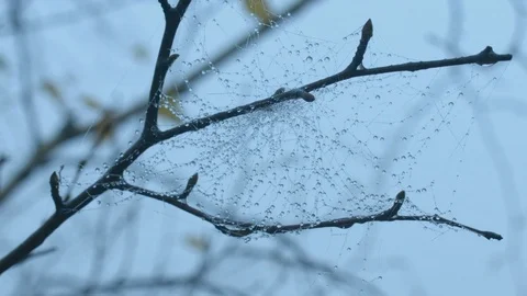 Dew drops in a web on birch branches Stock Footage 78589535