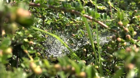 Dew drops on the web in green leaves Video stock 100288860