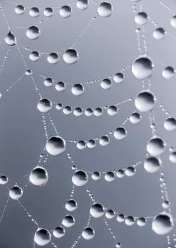 Dew drops on web Stock Photos