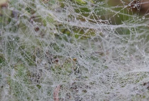 Dew drops on the web. Foto stock