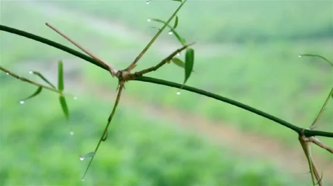 Dew drops in winter Stock-Footage 48553487