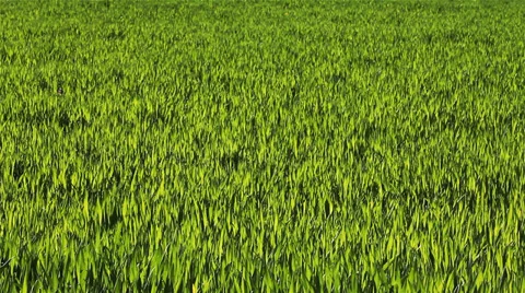 Dew drops on winter wheat Stock-Footage 38241287