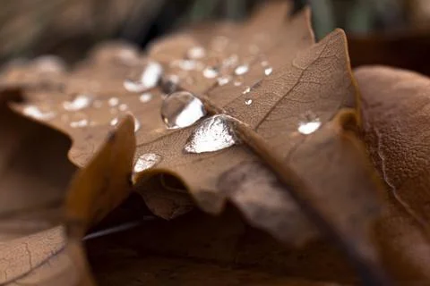 Dew drops on a yellow leaf. Stock Photos