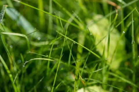 Dew drops on young green grass on a Sunny summer morning in a meadow, close-u Stock Photos