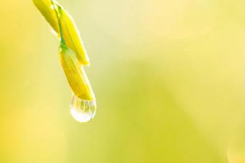 Dew at the end of the grain Stock Photos