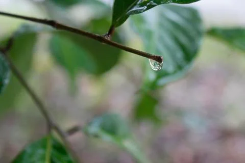 Dew at the ends of the twigs Stock Photos