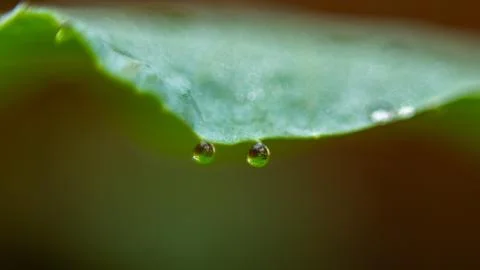 Dew is falling on a green leaf, the dew drops are falling Stock Photos