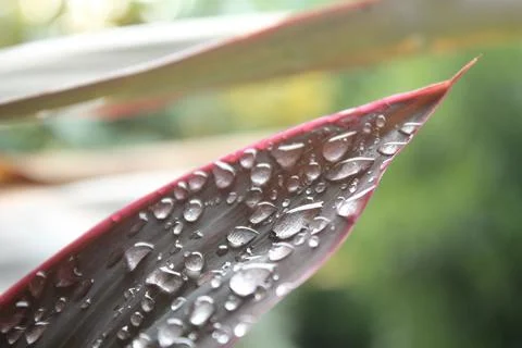 Dew falls on the leaves Foto stock