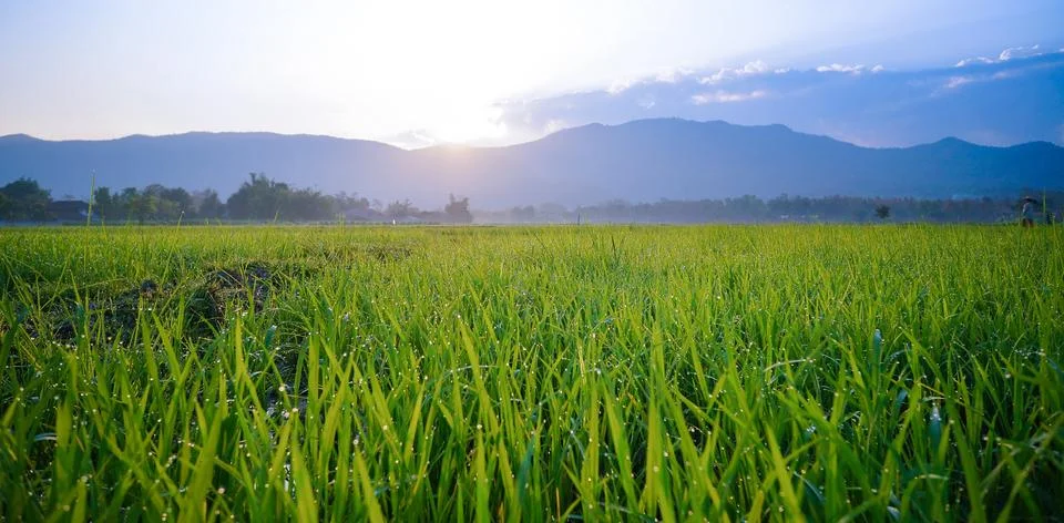 Dew on The Field Stock Photos