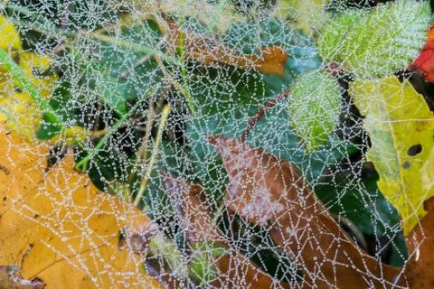 Dew on a fine spider's web. Stock Photos