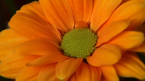 The dew on a flower Video stock 4885130