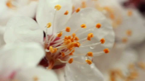 Dew On Flower Stock Footage 37148322