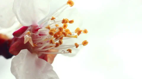 Dew On Flower Stock Footage 37148345