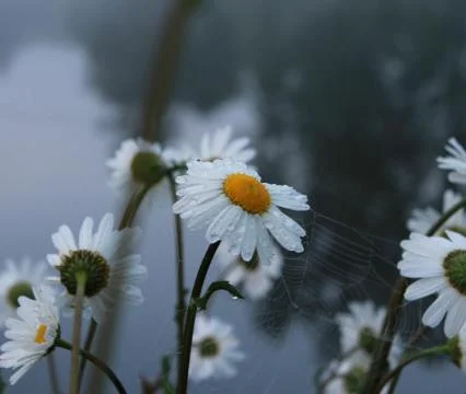 Dew on a flower. Stock Photos