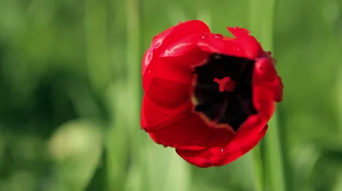 Dew on a flower poppy Video stock 50397395