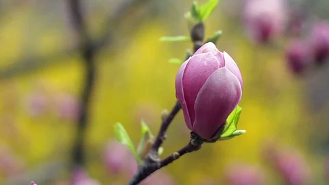Dew on the flowers of magnolia Stock Footage 97651364