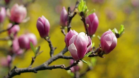 Dew on the flowers of magnolia Stock Footage 99864905
