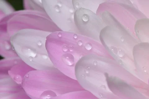 Dew on flowers Stock Photos