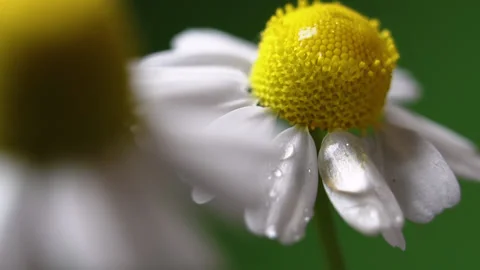 Dew flows down the chamomile petals, slow motion, macro shot. Stock Footage 131714933
