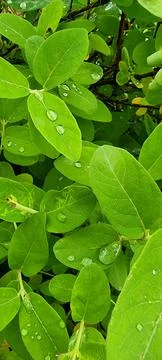 Dew on the foliage 스톡 사진