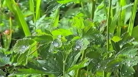 Dew Video stock 8760346