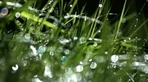 Dew Stock Footage