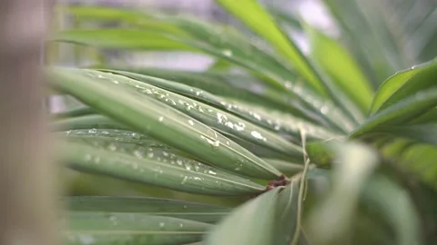 Dew 動画素材 238893334