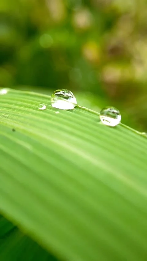 Dew Stock Footage 303617774