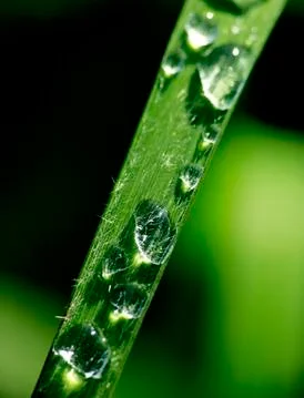 Dew in a form of drops on a grass Fotos Stock