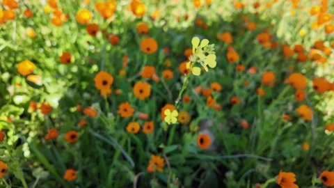 Dew-Free Calendula Stock Footage 328642257