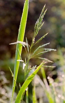 Dew is glistening on the grass Stock Photos