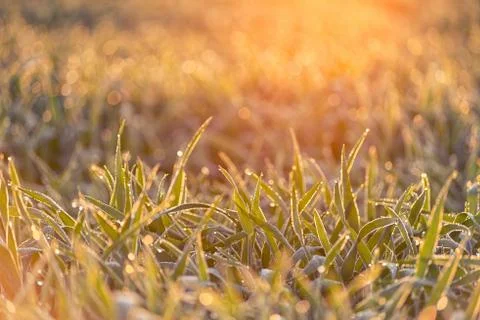 Dew on grain leaves Stock Photos