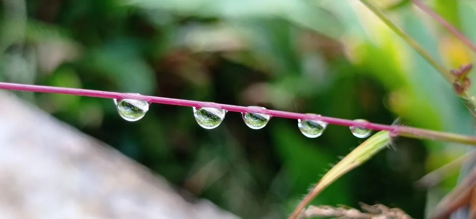 Dew Grains Stock Photos