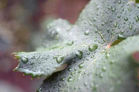 Dew on a grape leaf Foto stock