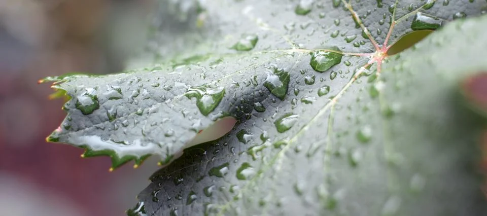 Dew on a grape leaf Stock Photos