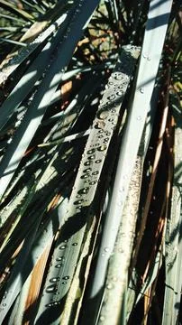 Dew on the grass 2 Stock Photos