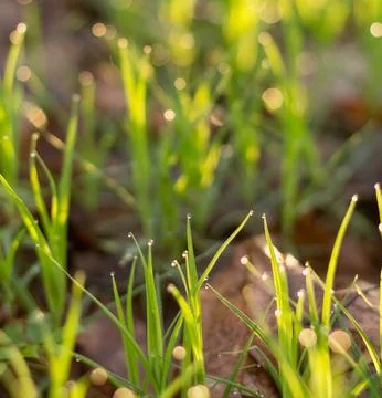 Dew on grass after rain, spring meadow in sunset light.... dew on grass after Stock Photos
