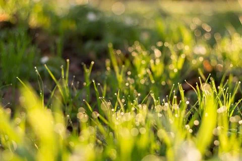 Dew on grass after rain, spring meadow in sunset light.... dew on grass after Stock Photos